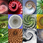 spiralen in natuur.jpg