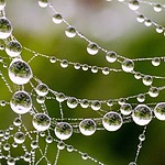 water-on-spider-web-007.jpg